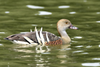 Plumed whistling duck1042.jpg
